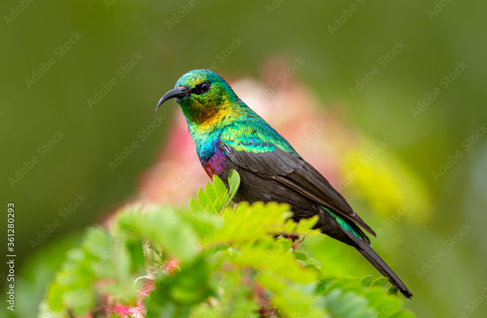 Purple Banded Sunbird closeup, Cinnyris bifasciatus, Maasai Mara National Reserve, Kenya, Africa Purple Banded Sunbird closeup, Cinnyris bifasciatus, Maasai Mara National Reserve, Kenya, Africa