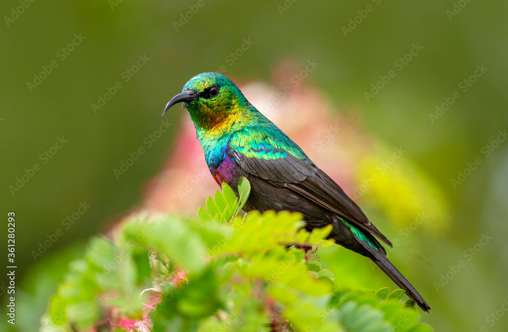 Purple Banded Sunbird closeup, Cinnyris bifasciatus, Maasai Mara National Reserve, Kenya, Africa