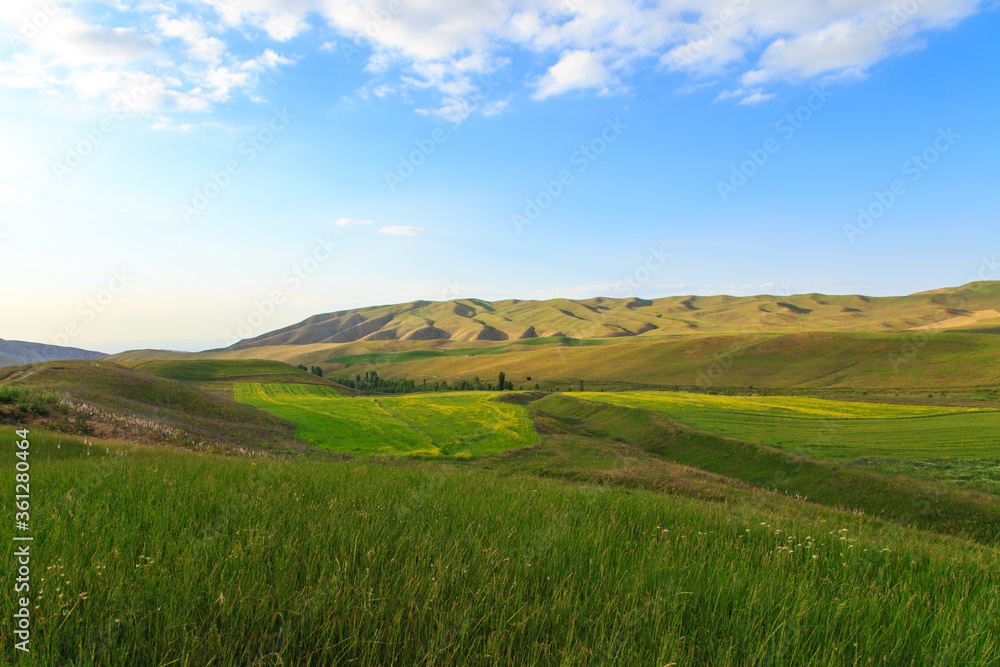 Beautiful spring and summer landscape. Lush green hills. Spring blooming herbs.