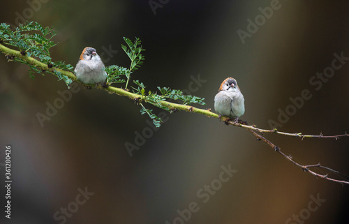 Two Speckled fronted Sparrows on branch, Sporopipes frontalis,  Kenya, Africa photo