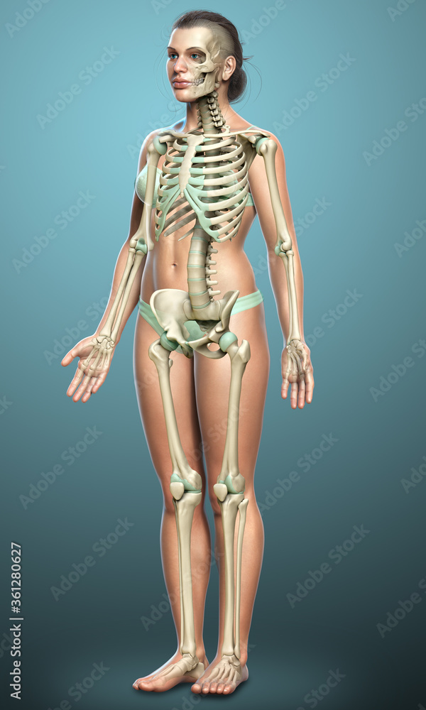 3d rendered, medically accurate illustration of a female skeleton system 3d rendered, medically accurate illustration of a female skeleton system