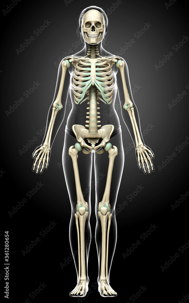 3d rendered, medically accurate illustration of a female skeleton system 3d rendered, medically accurate illustration of a female skeleton system