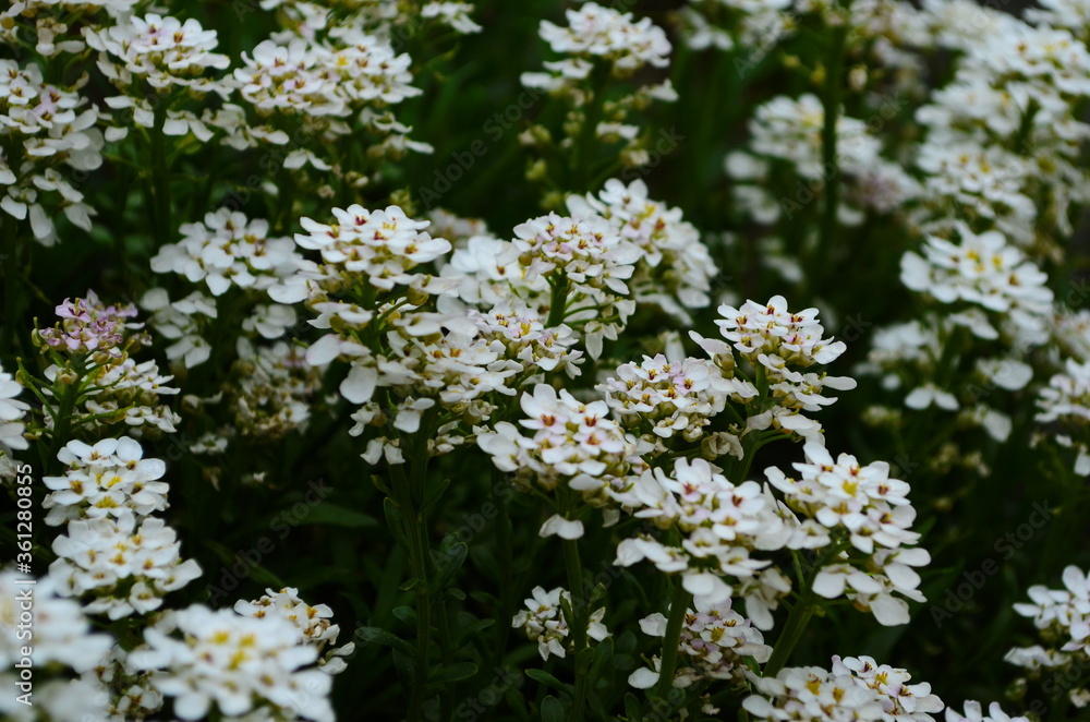 Optimistic background with small white flowers Optimistic background with small white flowers
