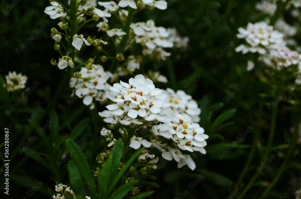 Optimistic background with small white flowers Optimistic background with small white flowers