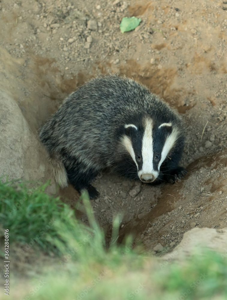 Portrait of a Badger cub (Scientific name: Meles Meles). Wild, European badger cub facing forward and about to enter the badger sett. Portrait, vertical. Space for copy. Portrait of a Badger cub (Scientific name: Meles Meles). Wild, European badger cub facing forward and about to enter the badger sett. Portrait, vertical. Space for copy.