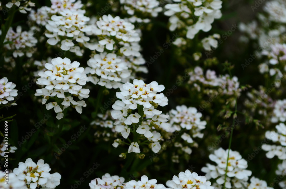 Optimistic background with small white flowers Optimistic background with small white flowers