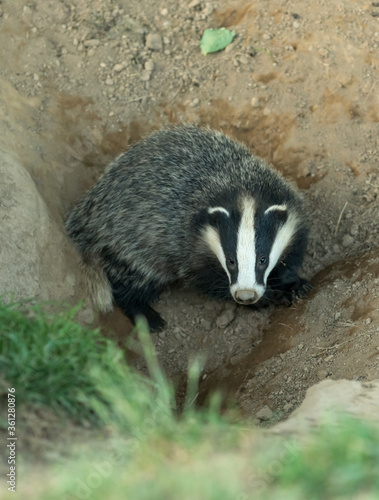 Portrait of a Badger cub (Scientific name: Meles Meles). Wild, European badger cub facing forward and about to enter the badger sett.  Portrait, vertical.  Space for copy. © Anne Coatesy