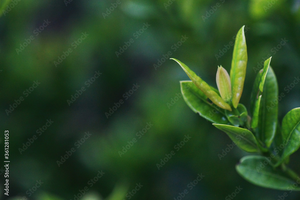 Leaves Tropical forest trees texture background wallpaper Leaves Tropical forest trees texture background wallpaper