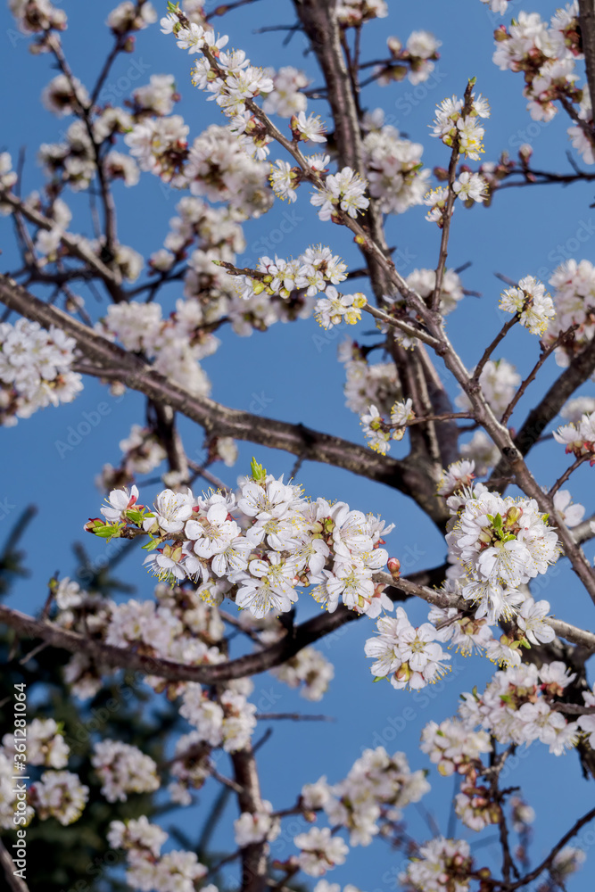 Apricot (Armeniaca vulgaris) in orchard in spring