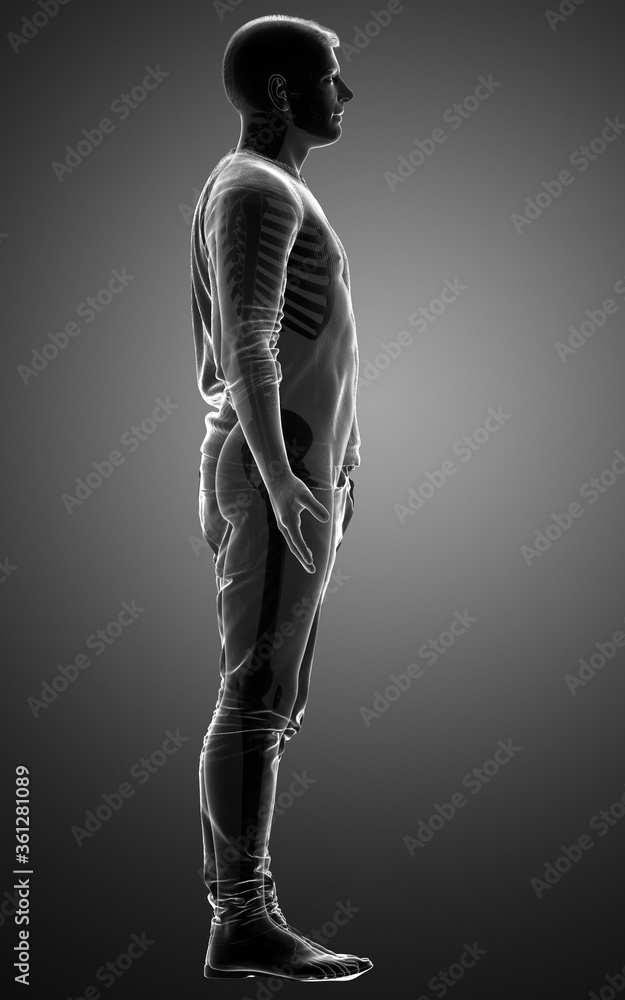 3d rendered illustration of the male body 3d rendered illustration of the male body