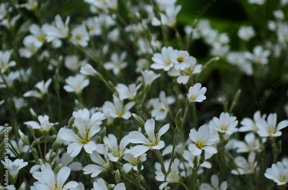 Optimistic background with small white flowers Optimistic background with small white flowers