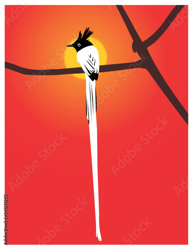 Asian Paradise Fly Catcher