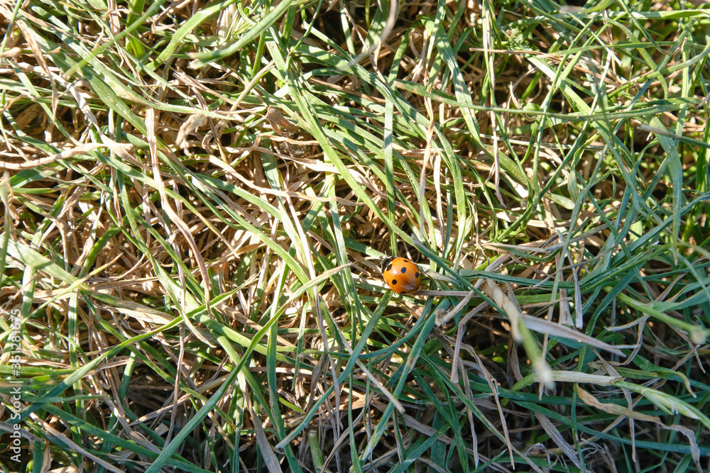 Beautiful nature background with a ladybug on grass and clover leaves outdoors in summer, close-up macro. Template for design Beautiful nature background with a ladybug on grass and clover leaves outdoors in summer, close-up macro. Template for design
