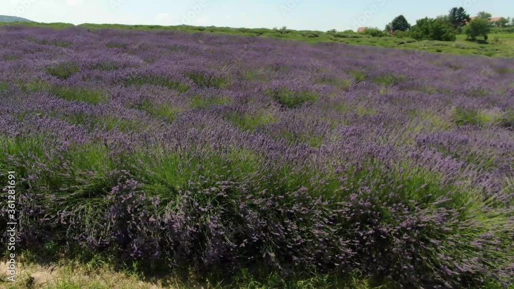 Lavender field shot with drone on sunny day Lavender field shot with drone on sunny day