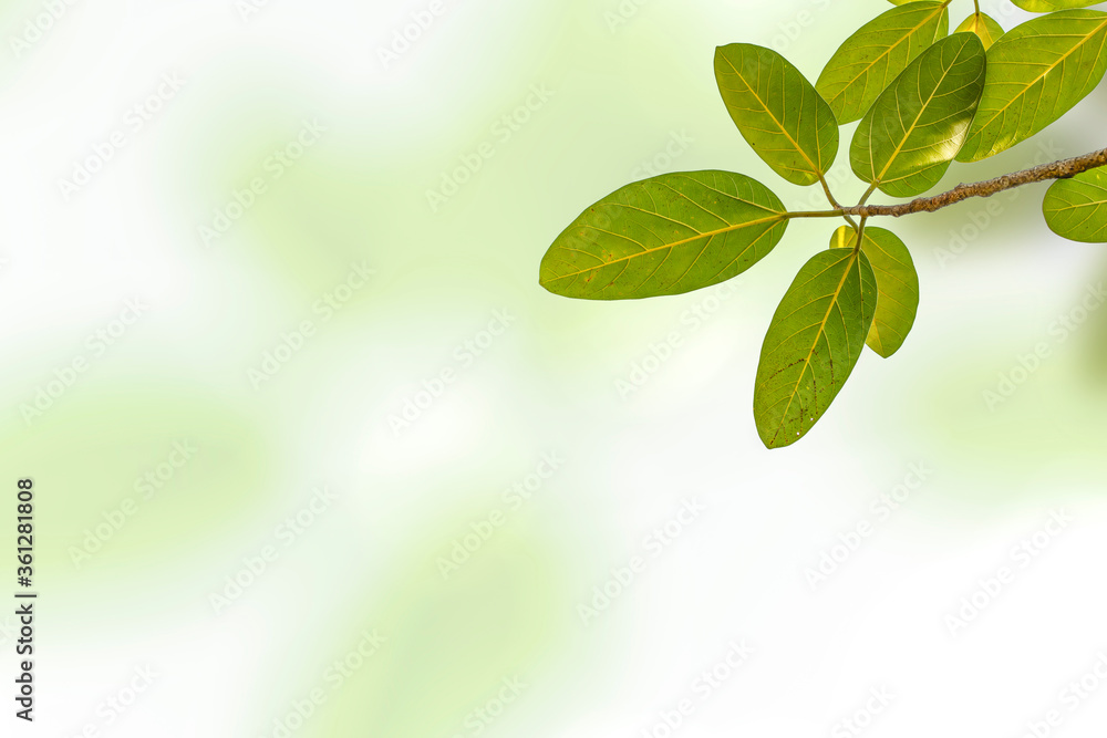 Naklejka premium green leaves background