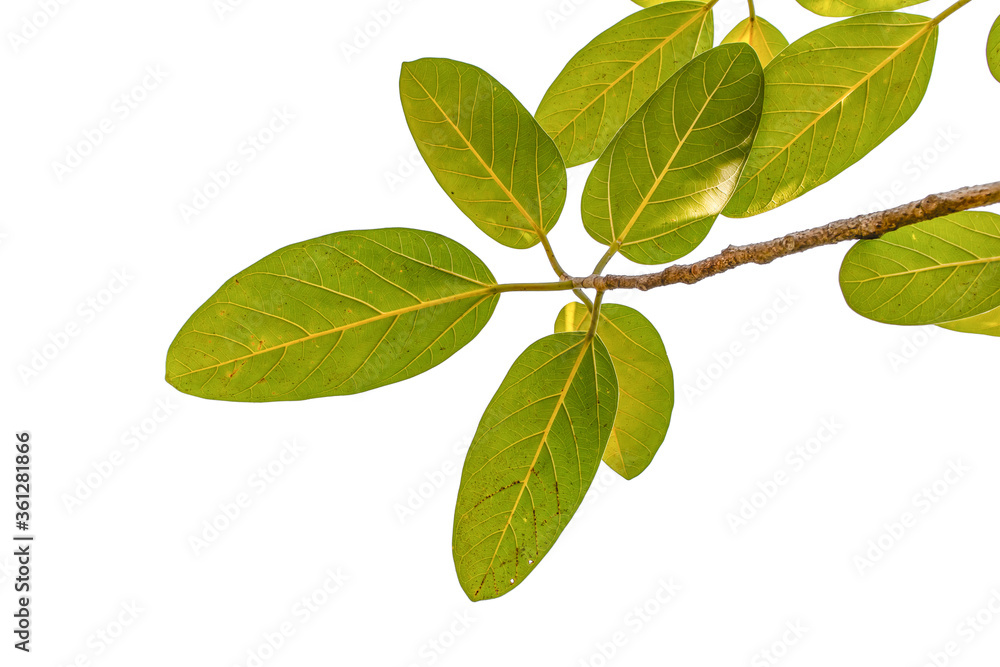 green leaves isolated on white green leaves isolated on white