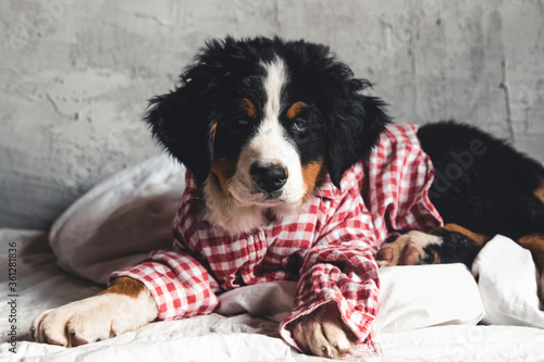 Fotografie Cute Bernese Mountain Dog with red shirt on blanket