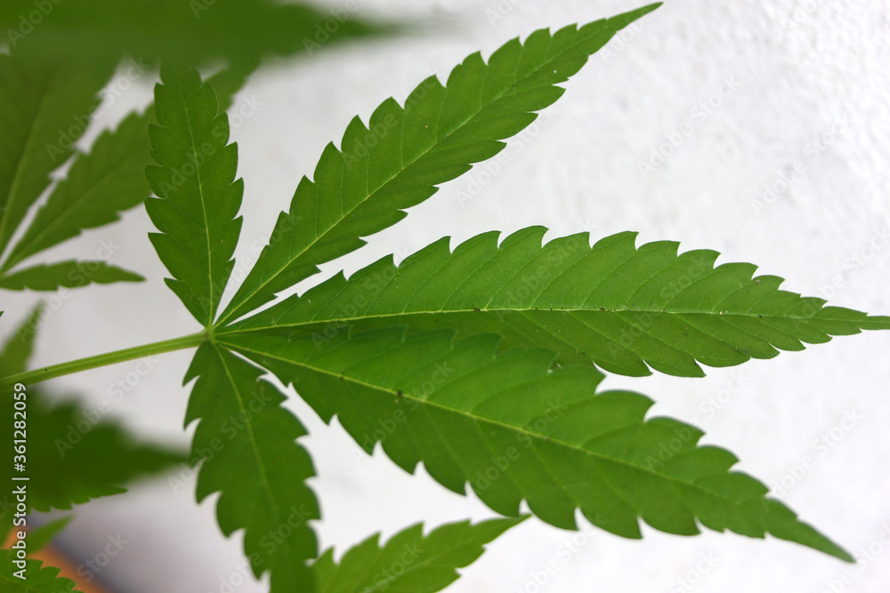 Plants of Cannabis Sativa Plants of Cannabis Sativa