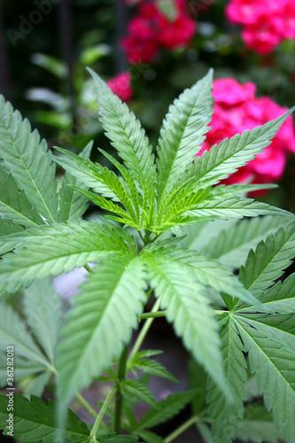 Plants of Cannabis Sativa