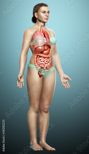 3d rendered medically accurate illustration of female Internal organs