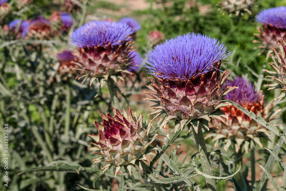 Globe Artichoke (Cynara scolymus) in Yalta, Crimea Globe Artichoke (Cynara scolymus) in Yalta, Crimea