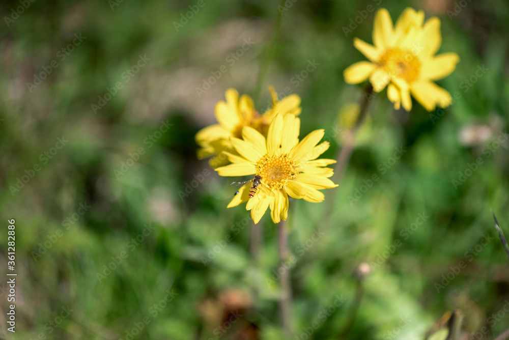 Arnica flowers. A herbal and homeopathic remedy for traumatic injuries. Mountain flower. Medical plant. Arnica flowers. A herbal and homeopathic remedy for traumatic injuries. Mountain flower. Medical plant.