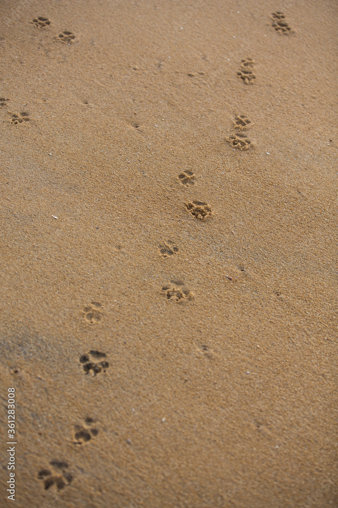 vertical filled frame close up background wallpaper shot of dog paw foot prints on a yellow sand beach surface forming beautiful patterns and shapes vertical filled frame close up background wallpaper shot of dog paw foot prints on a yellow sand beach surface forming beautiful patterns and shapes