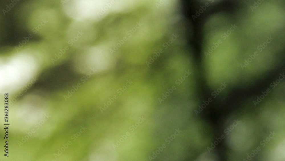 abstract background with unfocused lights of natural green forest abstract background with unfocused lights of natural green forest