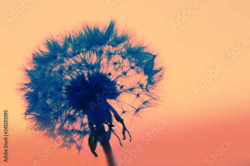 Dandelion and sunset background