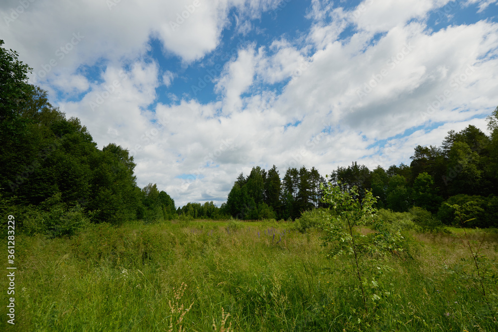 Green field, tree and blue sky. Excellent as a background, web banner Green field, tree and blue sky. Excellent as a background, web banner