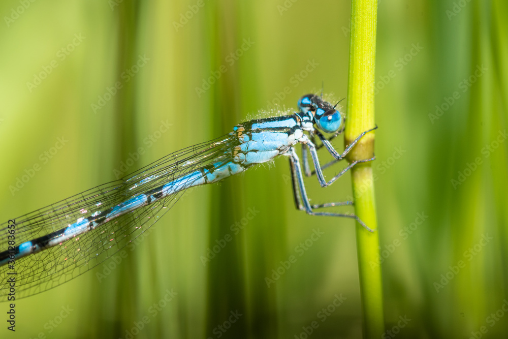 blue dragonfly on green leaf blue dragonfly on green leaf