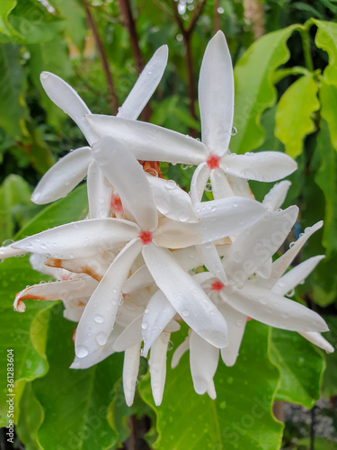 White Kopsia arborea flowers are blooming beautifully. 
With water droplets attached to the flowers, blur green background  photo