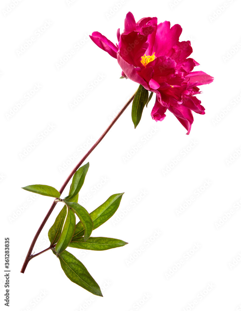 red peony flower isolated on white background