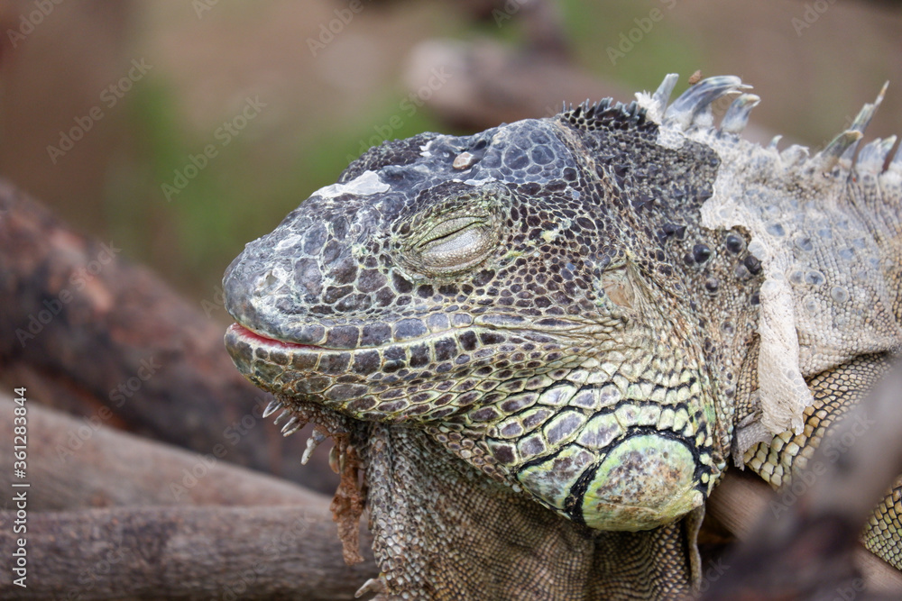 iguana is reptile animal and exotic pet iguana is reptile animal and exotic pet