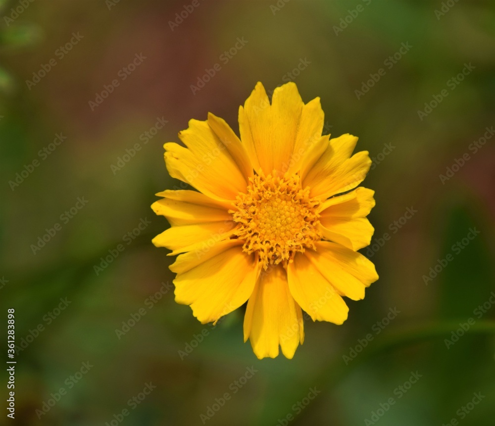 Yellow flower in bloom closeup detail with blurred green background Yellow flower in bloom closeup detail with blurred green background