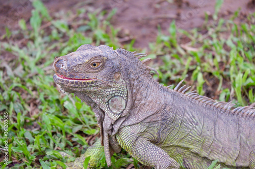 Fototapeta Naklejka Na Ścianę i Meble -  iguana is reptile animal and exotic pet