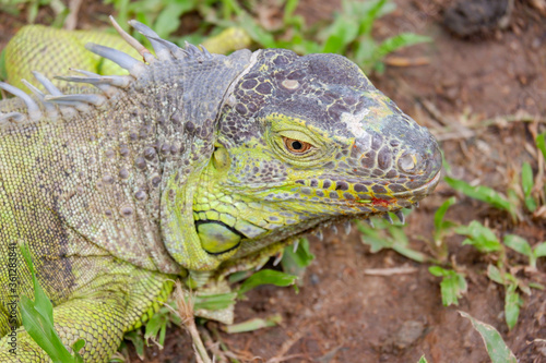 iguana is reptile animal and exotic pet