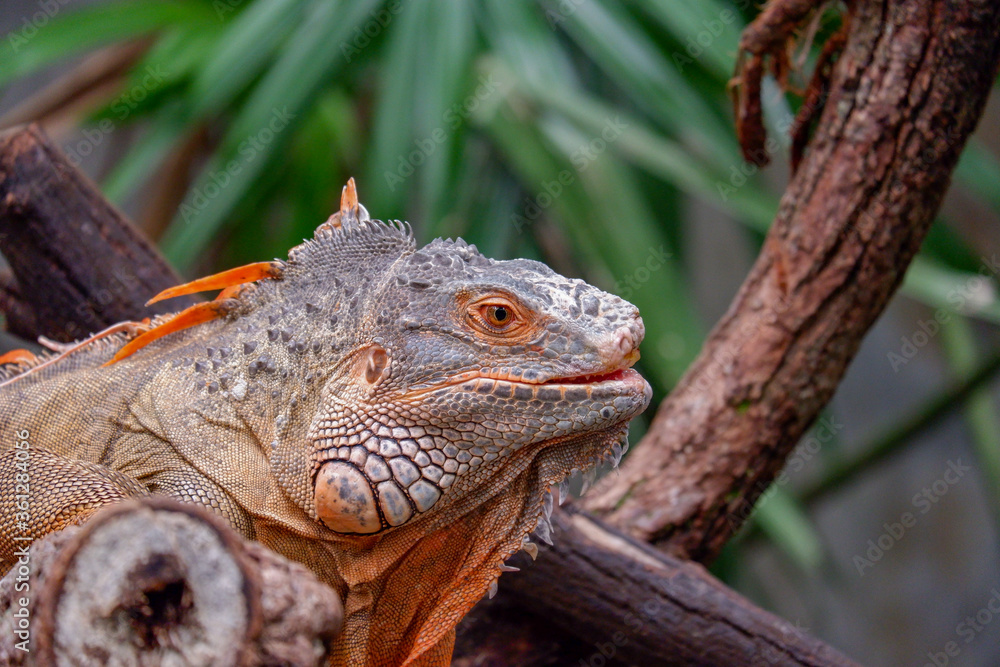 Fototapeta premium iguana is reptile animal and exotic pet