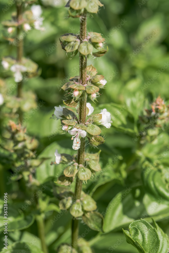 Great Basil (Ocimum basilicum) in vegetable garden Great Basil (Ocimum basilicum) in vegetable garden