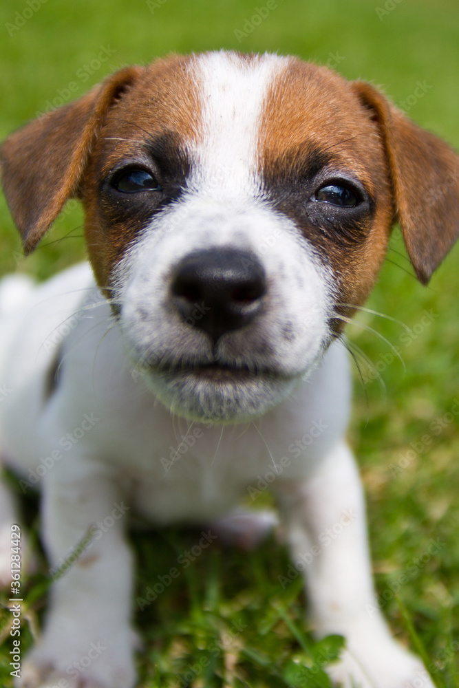 Portrait of a small dog on the street Jack Russell Terrier