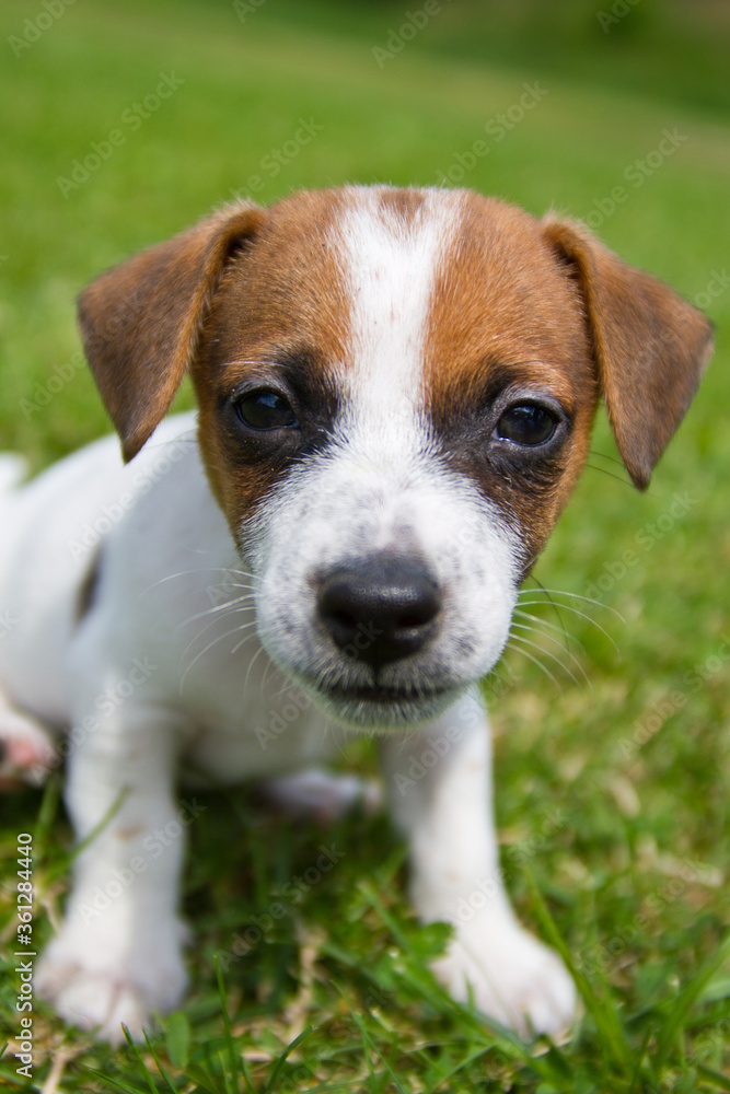 Portrait of a small dog on the street Jack Russell Terrier