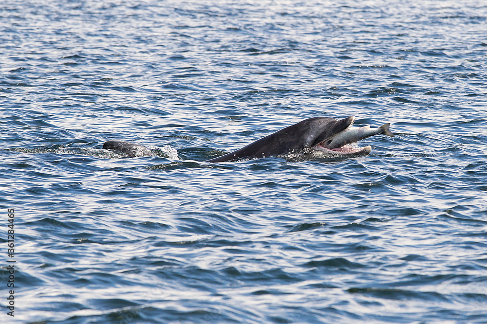 Fototapeta premium Delfin mit Lachs