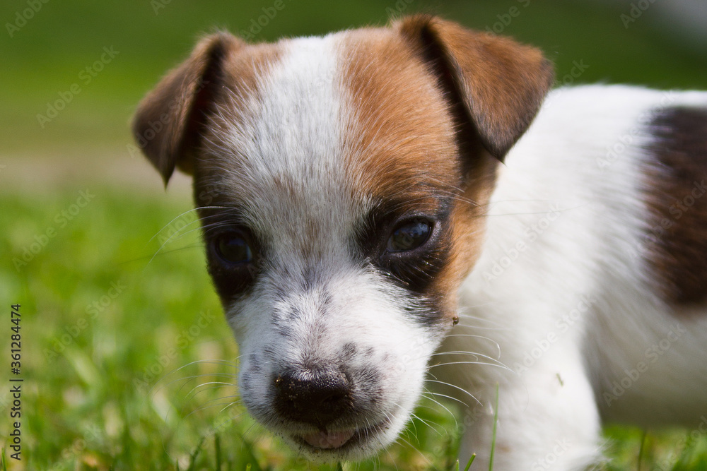 Portrait of a small dog on the street Jack Russell Terrier Portrait of a small dog on the street Jack Russell Terrier