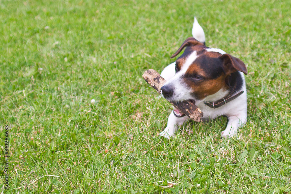Dog jack Russell Terrier bites a stick lying on the grass.