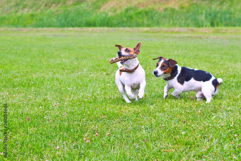 2 dogs run with a stick in their mouths and cheer. 2 dogs run with a stick in their mouths and cheer.