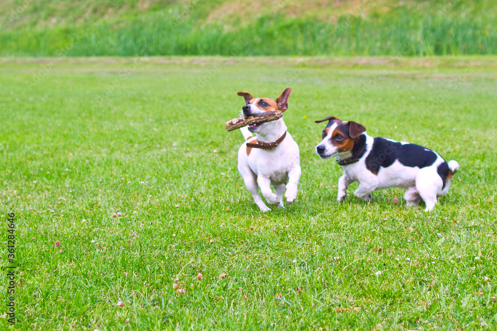 2 dogs run with a stick in their mouths and cheer.