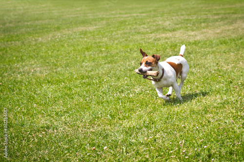 dog running with a stick in the mouth is playing.