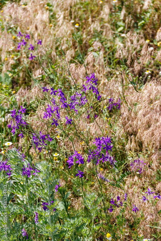 Obraz premium Forking larkspur (Consolida regalis) flowers on a green meadow