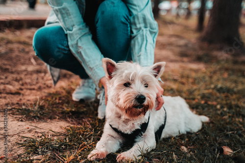 Happy West Highland White Terrier