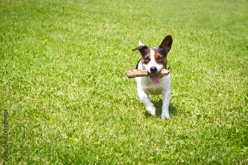 dog running with a stick in the mouth is playing. photo